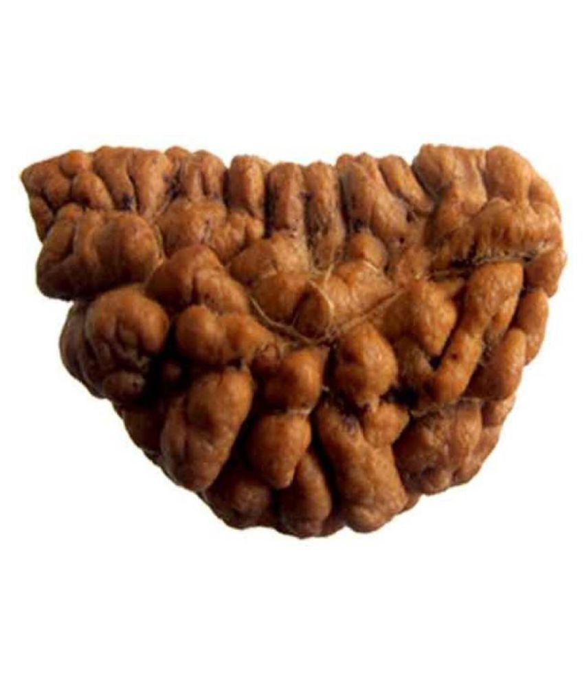     			Shivoham 1 Mukhi Rudraksha 1