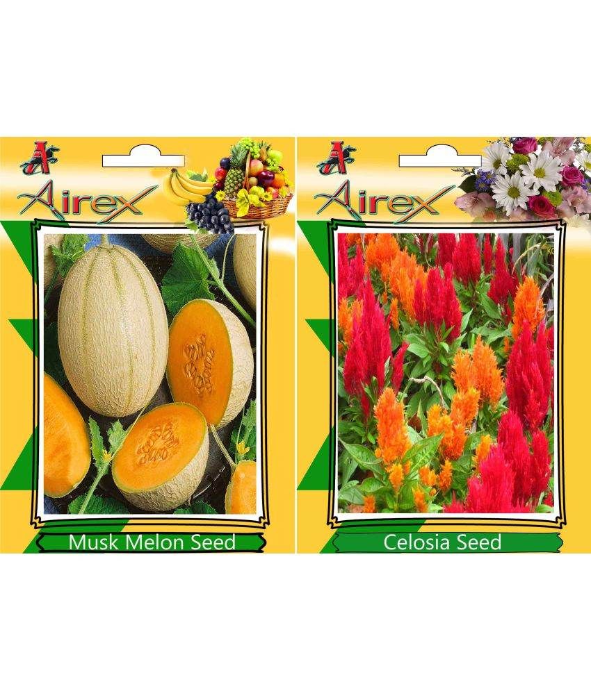 Airex Musk Melon and Celosia (Summer) Flower Seeds Buy Airex Musk Melon and Celosia (Summer