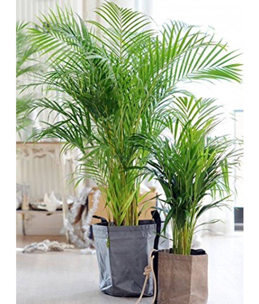     			Creative Farmer Areca Lutscence Ornamental Plant 5 Tree Seeds