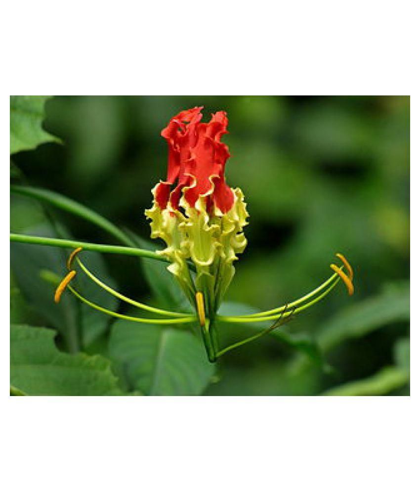Gloriosa Superba , Fire Lily, Flame Lily 15 Seeds Buy Gloriosa