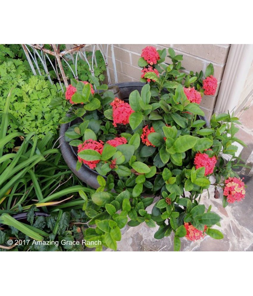 Ojorey Ixora Coccinea English Live Best Pot Indoor Flower Plant Ojorey Ixora Coccinea English Live Best Pot Indoor Flower Plant
