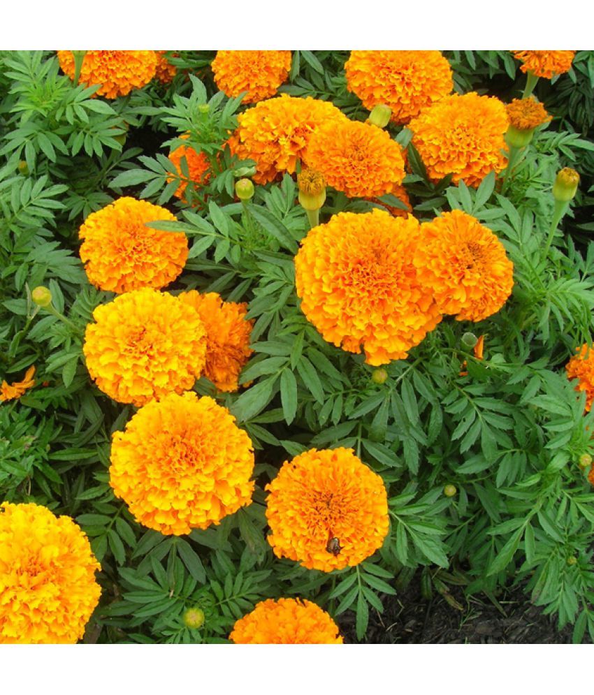 Бархатцы (Marigold) свадьба