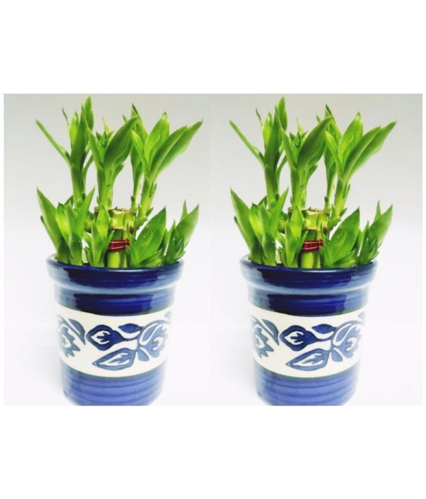 Green Plant Indoor 2 Layer Lucky Bamboo Plant With Ceramic