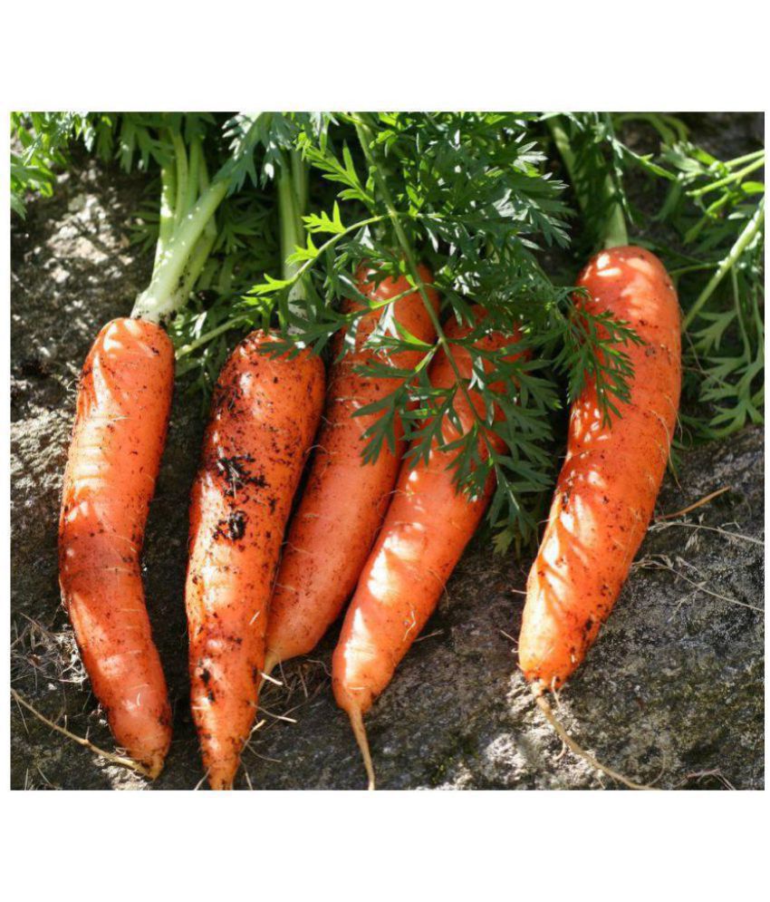     			Carrot Vegetable Seeds | Pack of 100