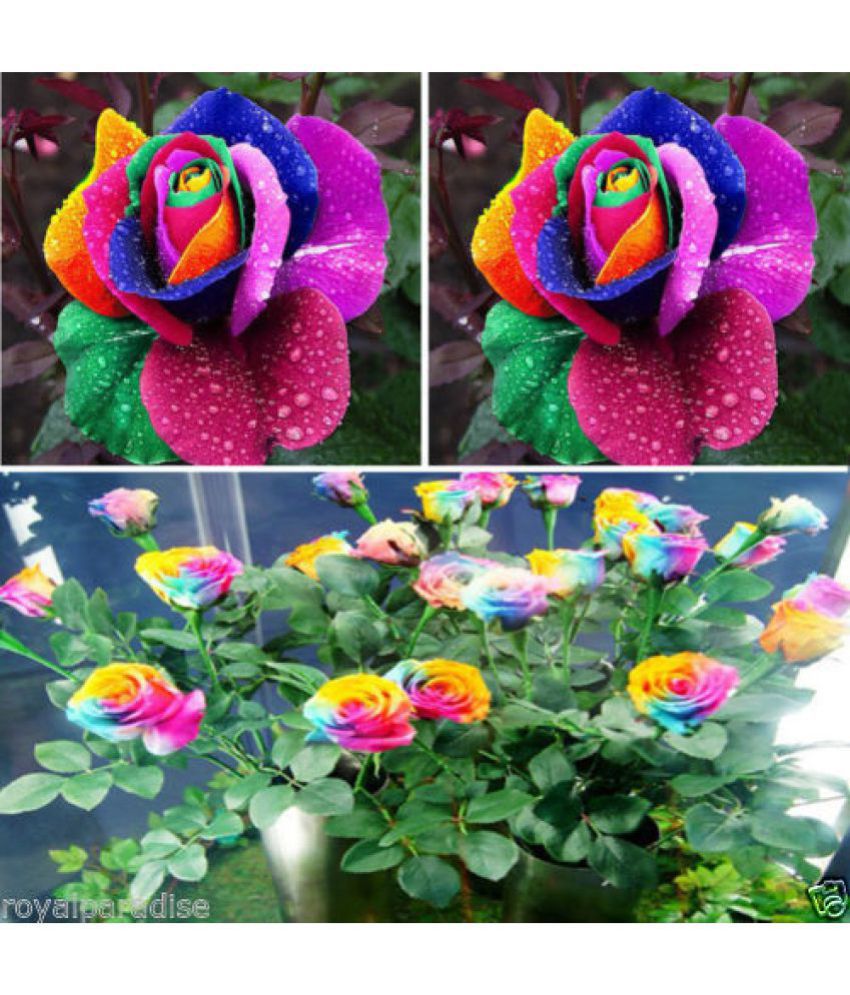 Azalea Gardens Rose Flower Plant Seeds "Colorful Rainbow" 20 Seeds Pack + Instruction Manual