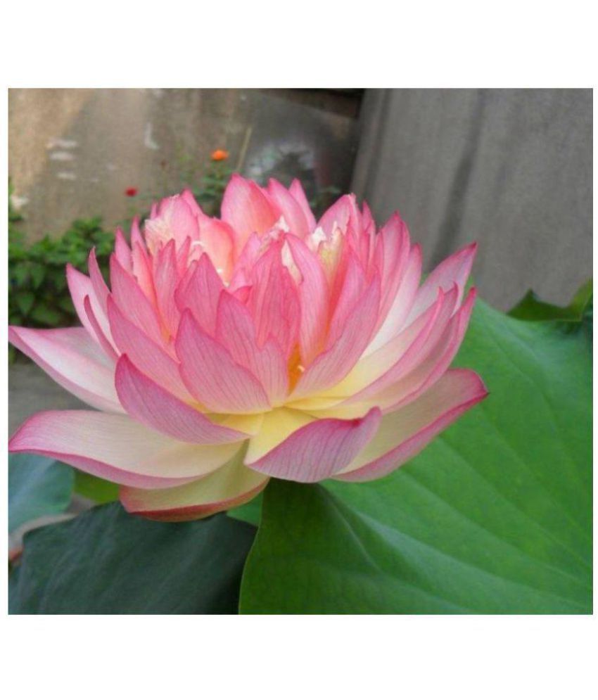 Bowl lotus seed