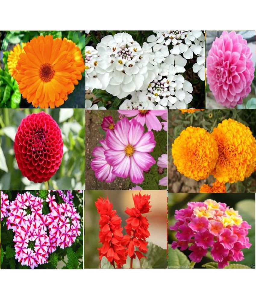 Winter 10 Types Combo Flower Seeds Pack: Buy Winter 10 Types Combo ...