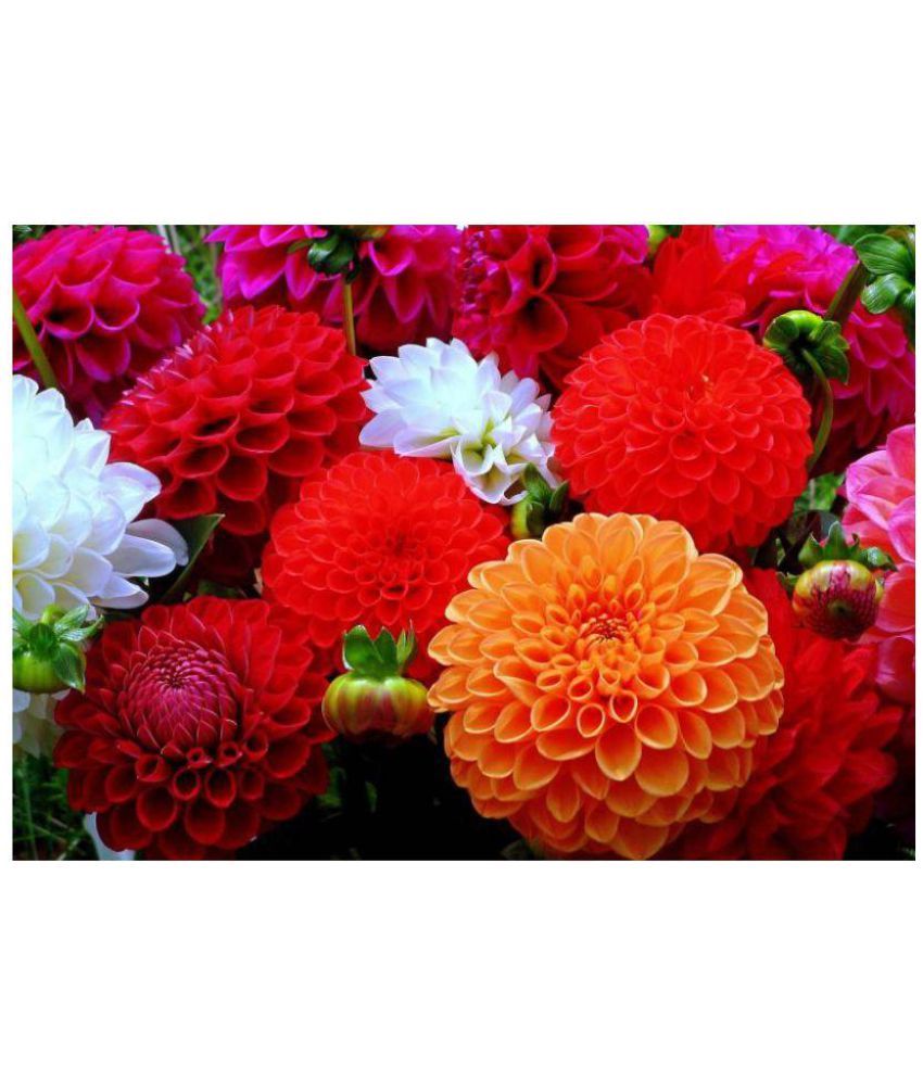     			Saaheli Dhalia Decorative Mix Seed (10 per packet)