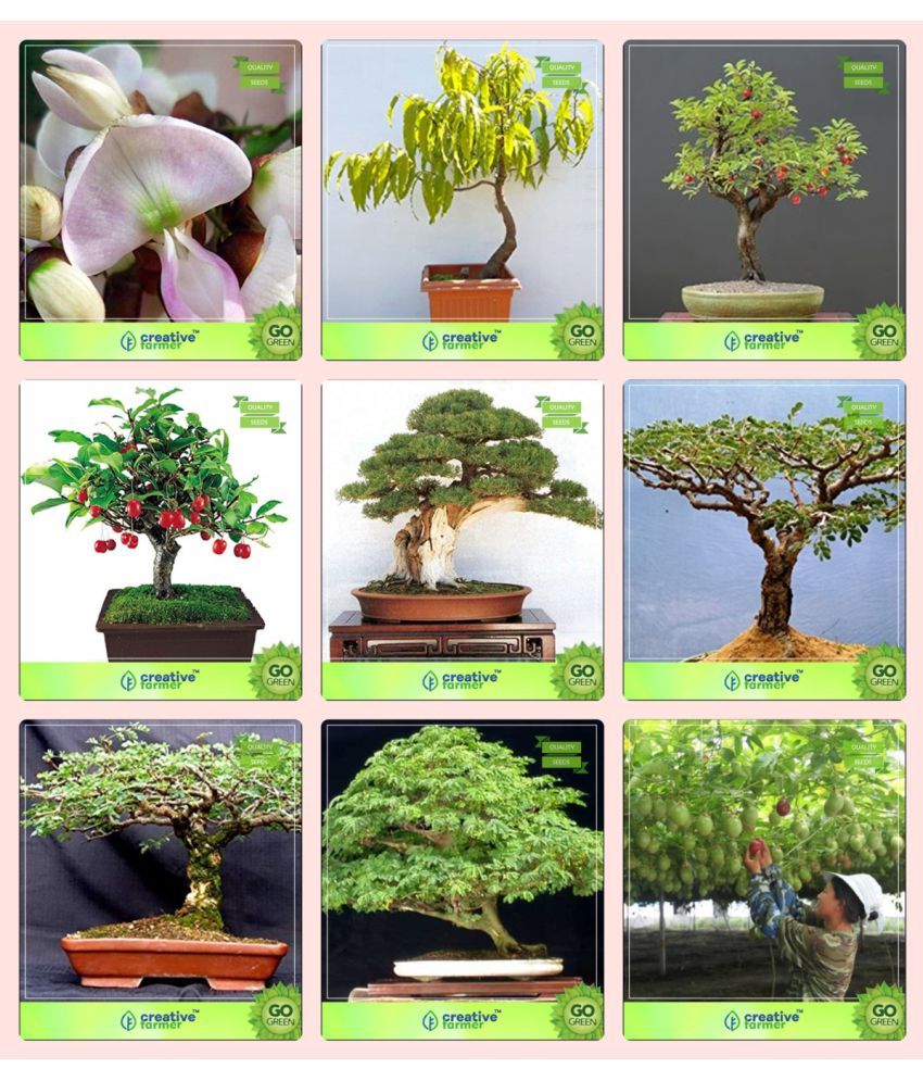 Fruit Trees Home Gardening Apple, Cherry, Pear, Plum Bonsai Fruit