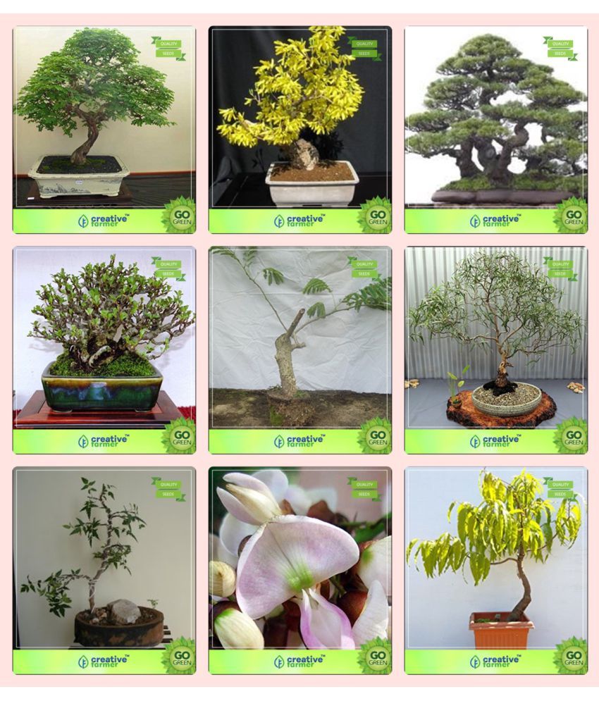 17+ Bonsai Tree Seeds In Pakistan Pictures