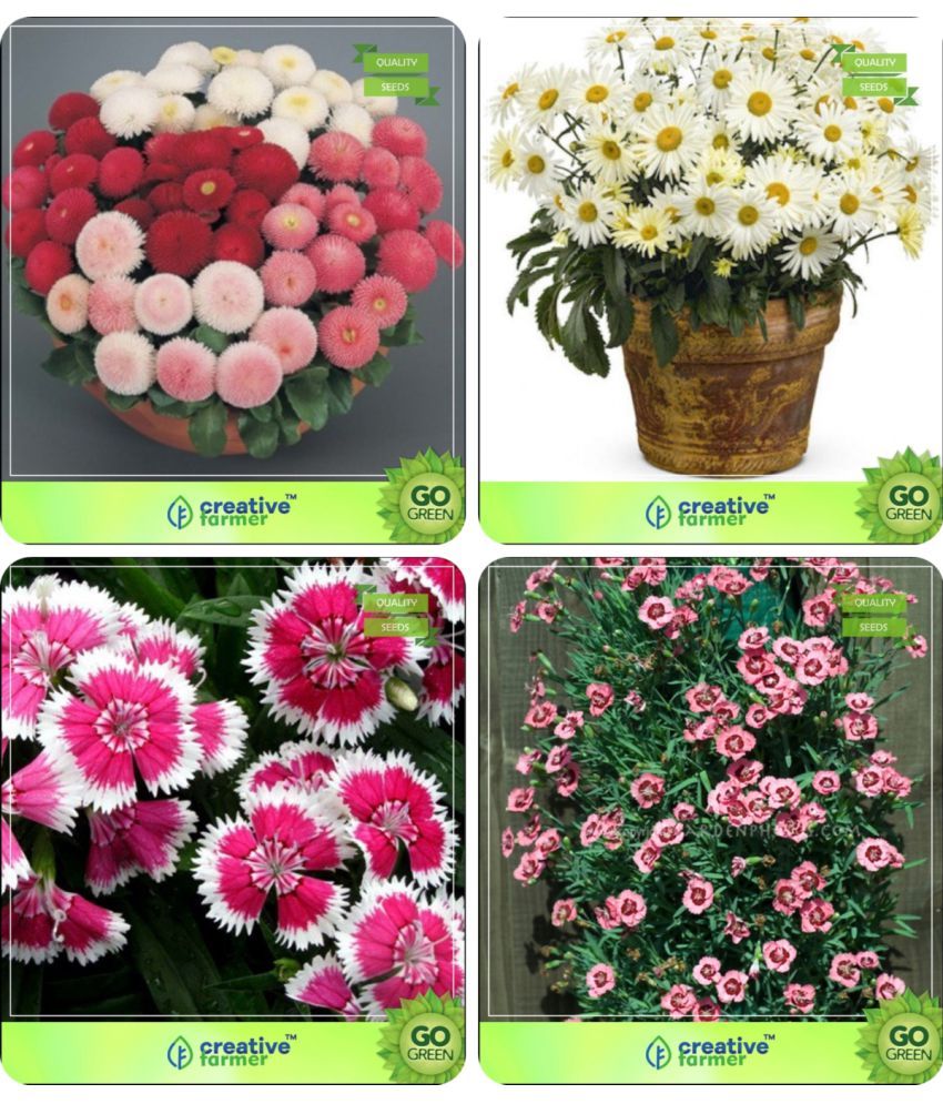 Flower Seeds Container Flower Seeds Summer & Winter Combo Daisy