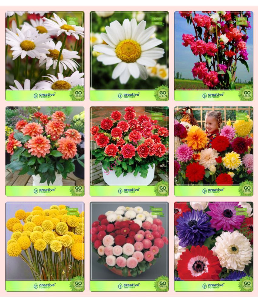 Flower Seeds Seeds Hybrid Combo Chrysanthemum, Chrysanthemum, Clarkia