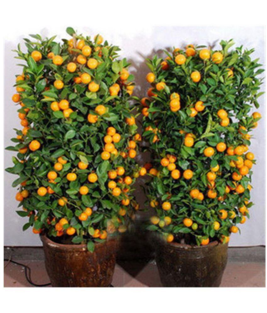     			Azalea gardens Indoor Dwarf 10 pcs Edible Fruit Mandarin Citrus Orange fruit Tree Seeds