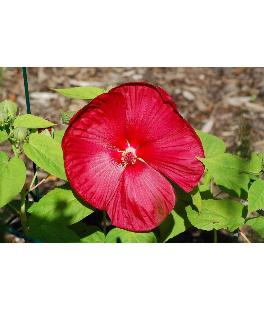 Natures Buggy Hibiscus Live Outdoor Flower Plant Buy Natures Buggy