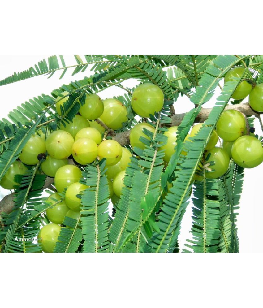 Where Can I Buy Indian Gooseberry Indian gooseberry phyllanthus embica seed: Buy Indian gooseberry