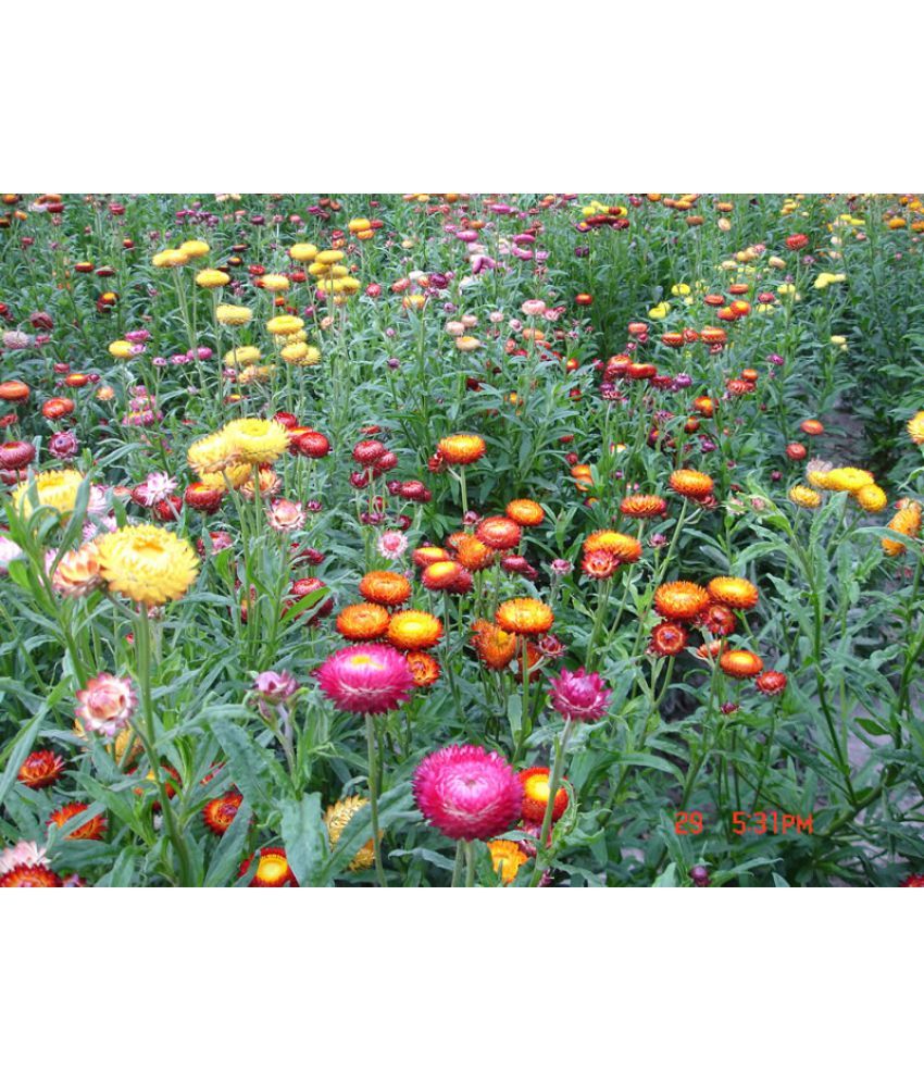 Flower Seeds Helichrysum Angustifolium Plant Seeds Pack Exotic Seeds