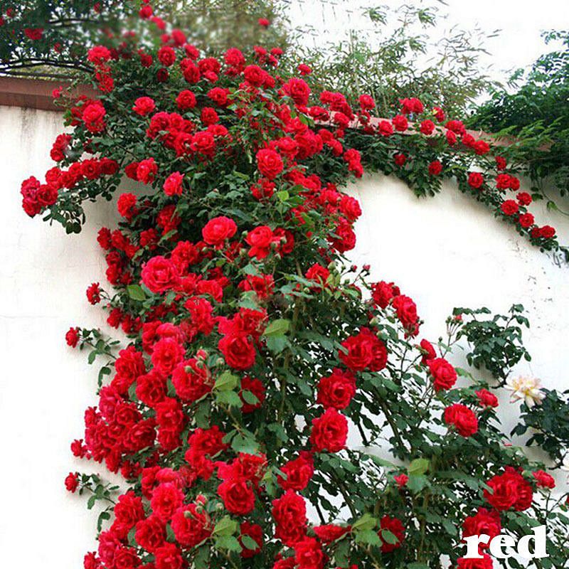 climbing roses red