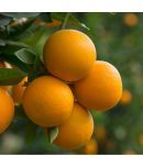 Valencia Orange Tree Fruit 10 Seeds Citrus Tree Seeds Good germination Seeds