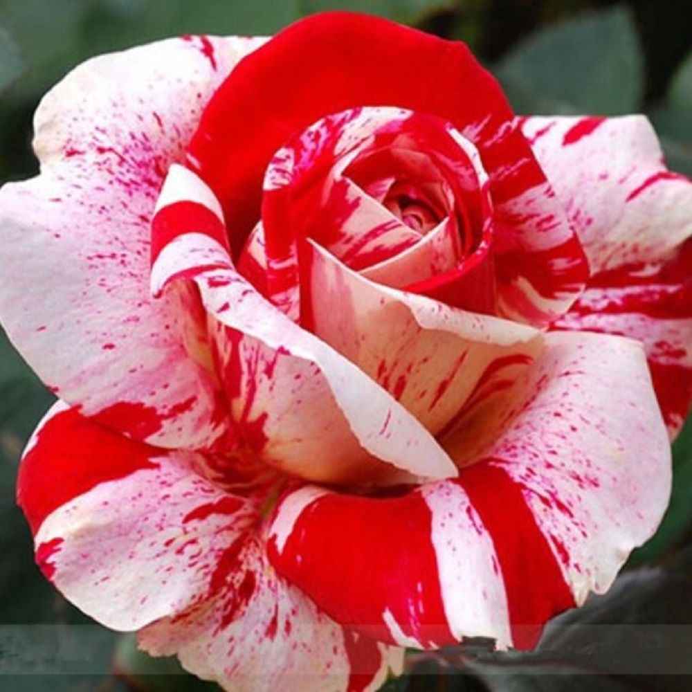 Белая Роза С Красной Каймой