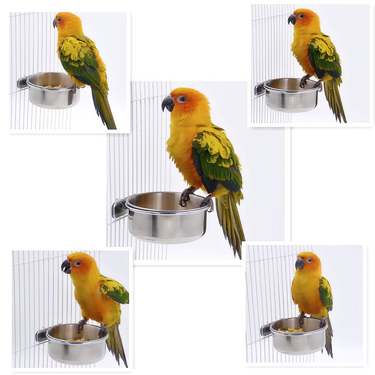 Download Pets Empire Bird Feeding Bowl With Clamp 300ml: Buy Pets ...