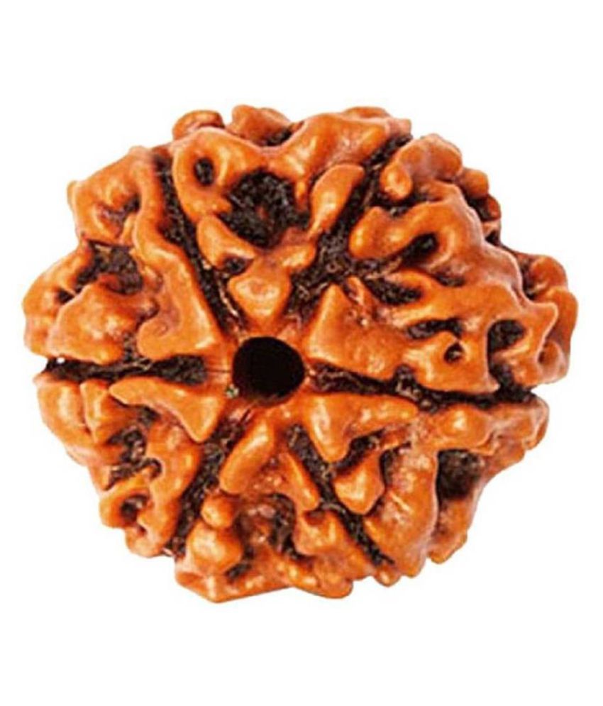     			DMK DevBhumi Chhah Mukhi/ Six Faced Rudraksha 6 Face Rudraksha