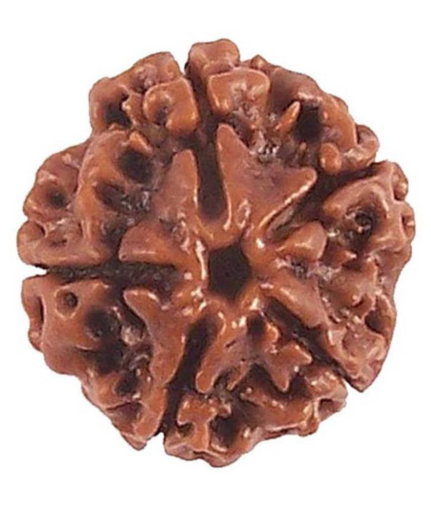     			DMK DevBhumi Panch Mukhi/ Five Faced Rudraksha 5 Face Rudraksha