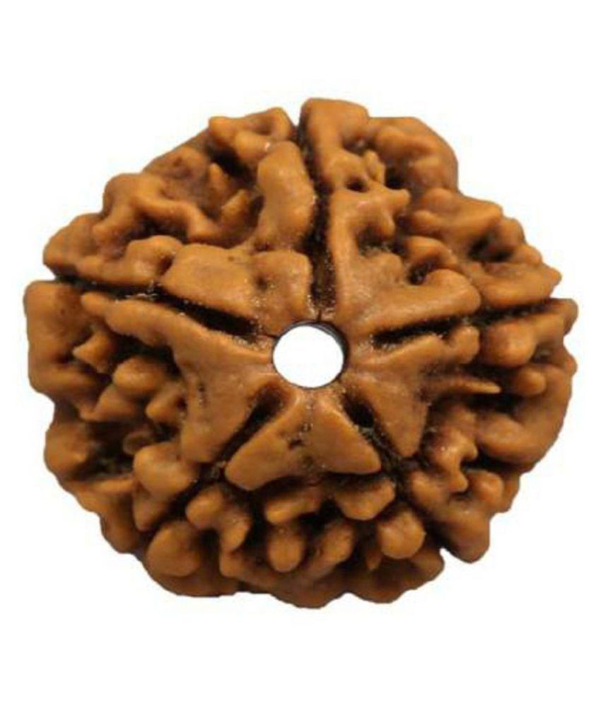     			Shivoham 5 Face Rudraksha 5 Face Rudraksha