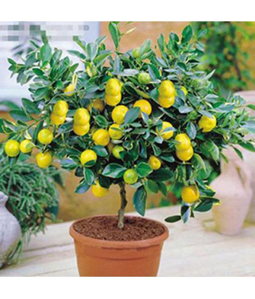 Edible Fruit Meyer Lemon Seeds, Exotic Citrus Bonsai