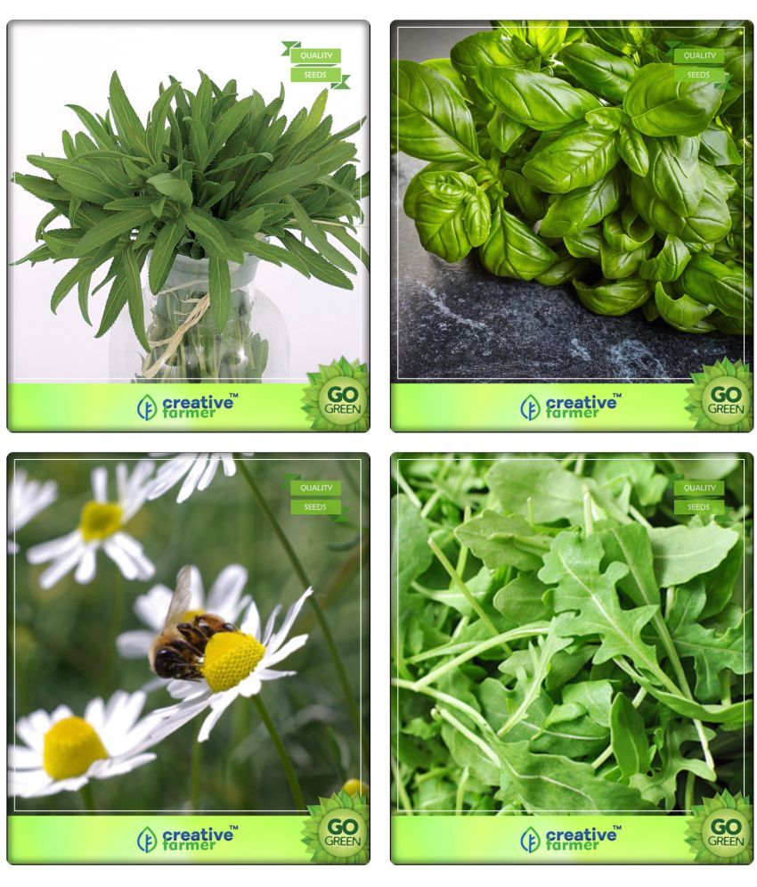 Herb Seeds For Kitchen Garden Terragon, Lemon Basil, German Chamomille