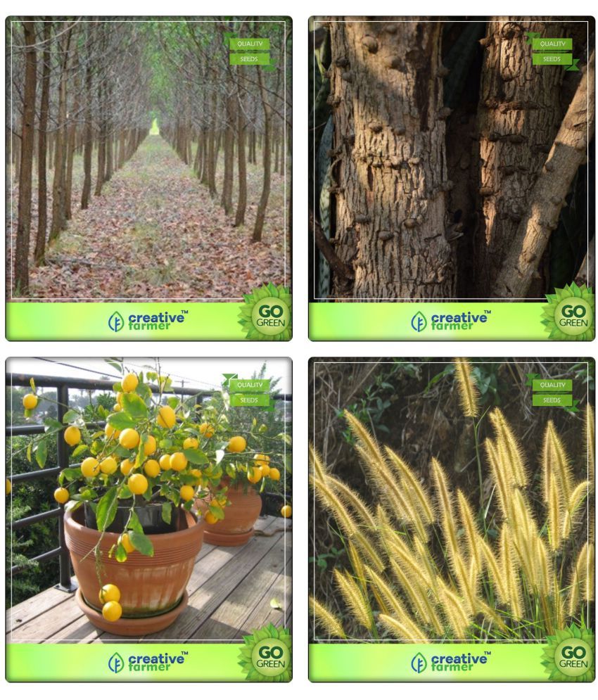 Tree Seeds Growing Mangium,Caesalpinia Sappan,Citrus Seeds ,Denanath