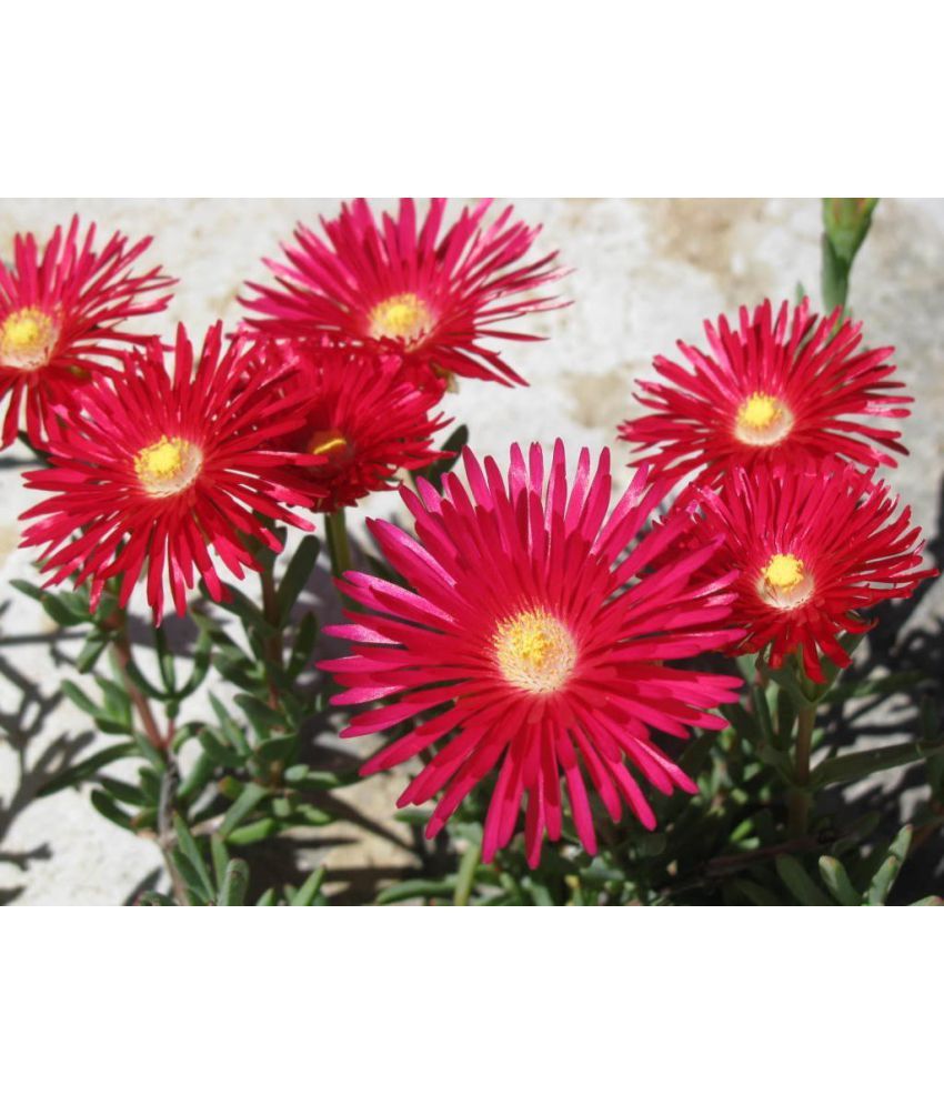 Gelato Bright Red Ice Plant Mesembryanthemum Daisy Flower Seeds Buy Gelato Bright Red Ice Plant Mesembryanthemum Daisy Flower Seeds Online At Low Price Snapdeal