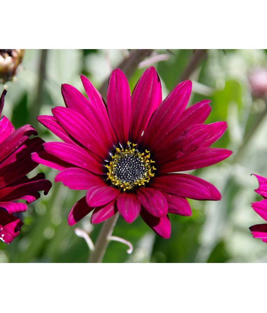 Flower Seeds Arctotis Grandis Germination Of Seeds Home Garden Plant