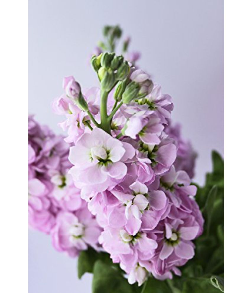 Flower Seeds Stocks Mammoth Mix Garden Herge Home Garden Plant Seeds