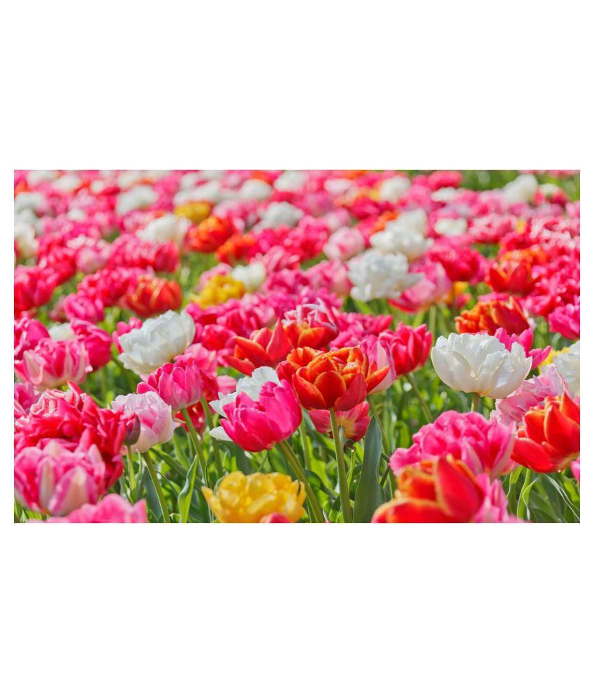 flowers seeds: Buy flowers seeds Online at Low Price - Snapdeal