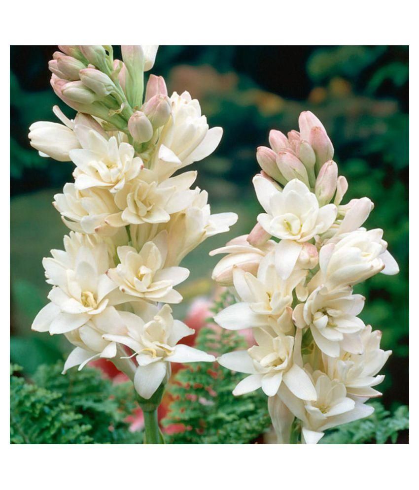     			Tuberose Flower Bulbs pack of 10 pcs (Hybrid)