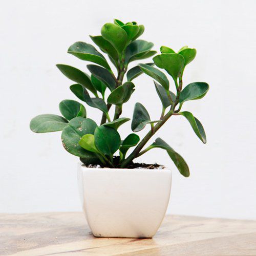 NATURAL PLANT Saplera Yellow leaf plant Indoor Indoor Plant: Buy ...