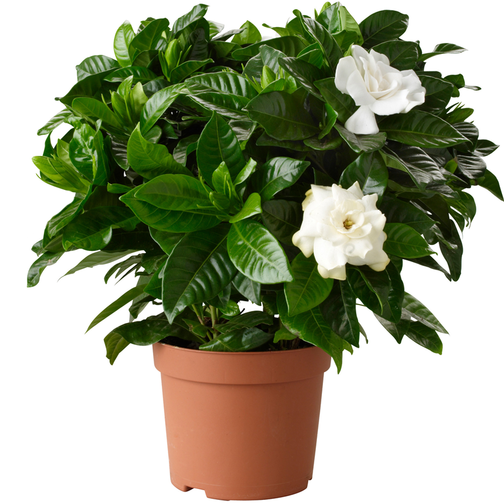 NATURAL PLANT Jasmine plant Mogra flower Indoor Flower