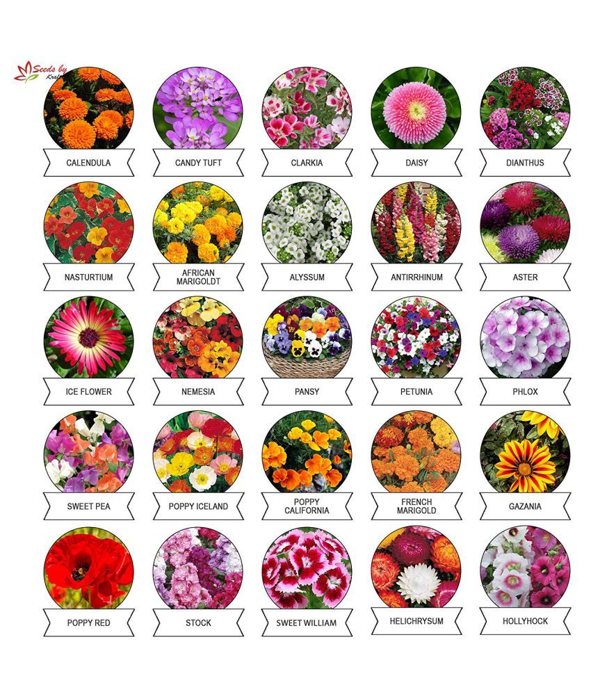 buy-set-of-50-flower-seed-packets-flower-in-bulk-15-or-more-varieties