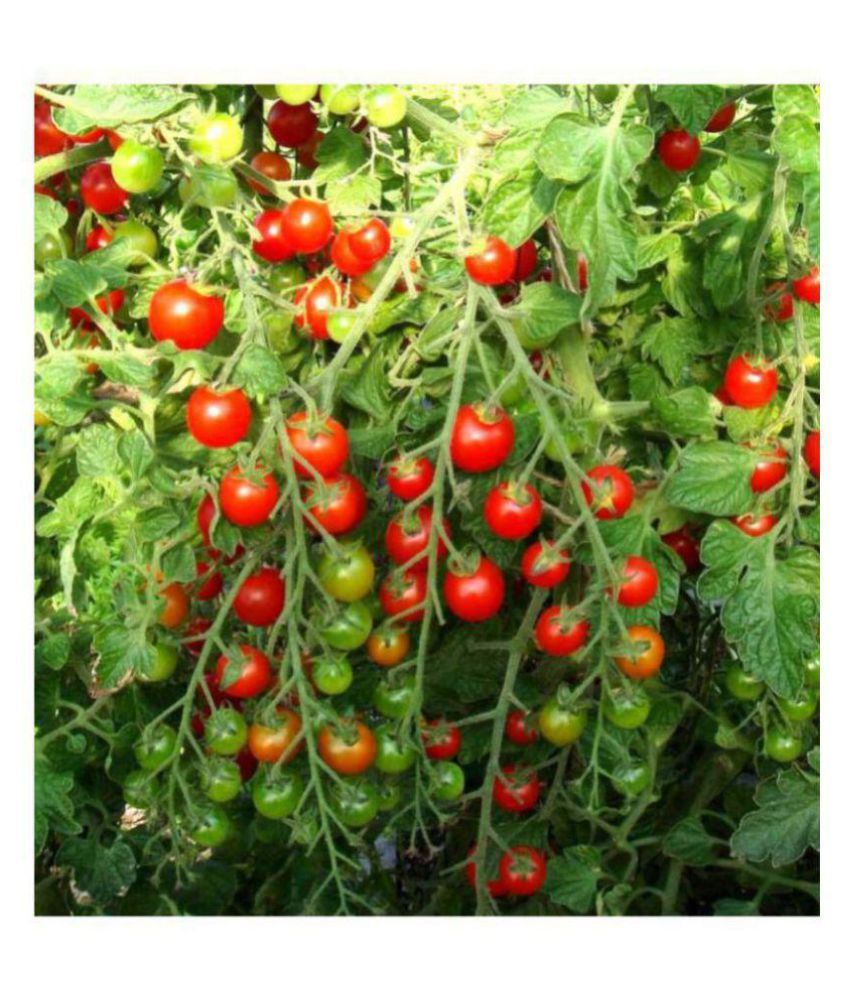     			all natural tomato seeds pack of 50