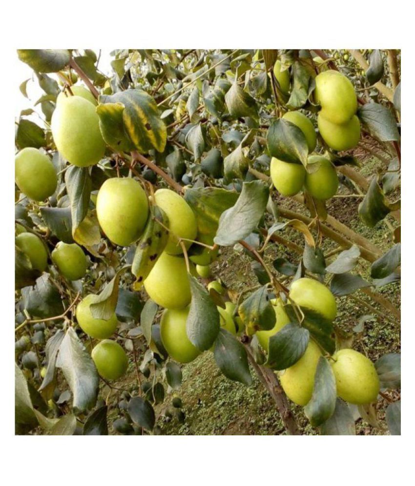 Vpn Live Ber Indian Jujube Grafted Fruit Fruit Plant Buy Vpn Live Ber Indian Jujube Grafted Fruit Fruit Plant Online At Low Price Snapdeal