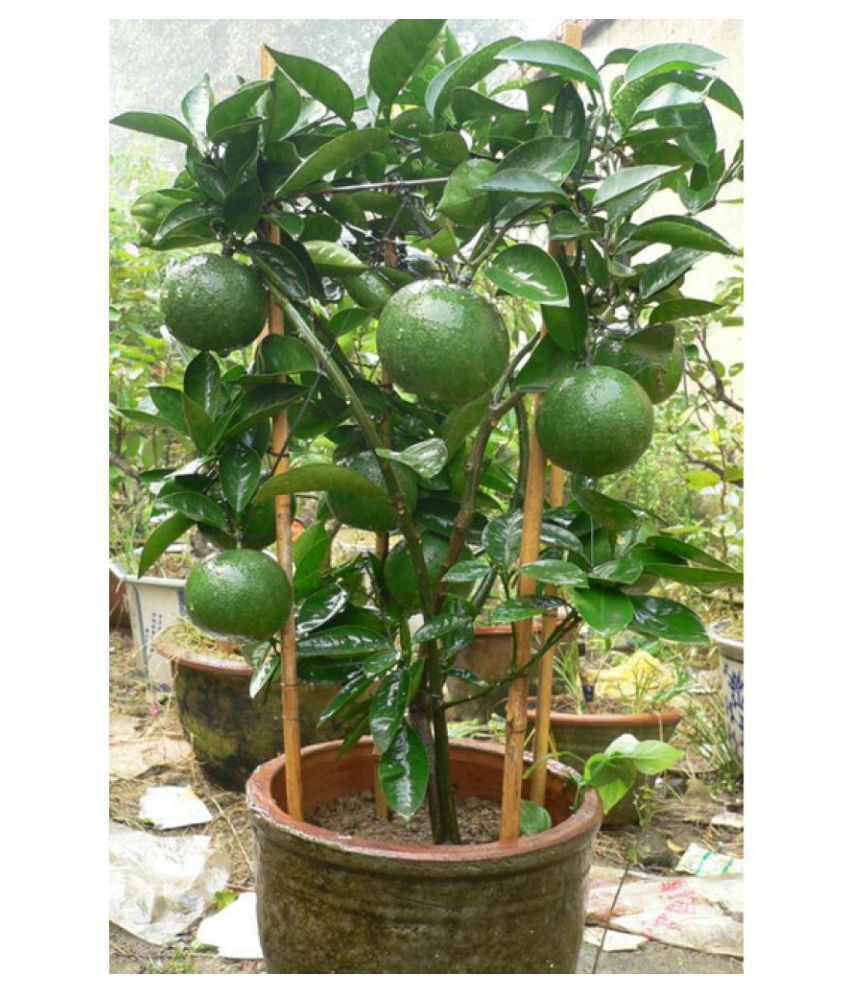 Image result for neembu plants