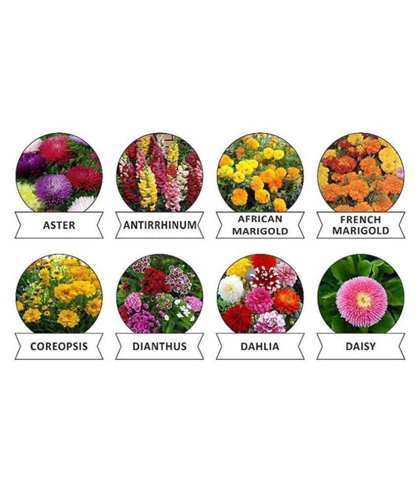 Aero Seeds 8 Varieties of Flower Seeds Heirloom Seed For Your Garden ...