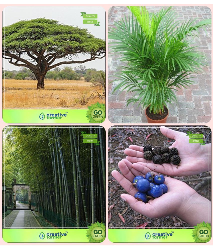 Garden Tree Plants For Home Acacia Senegal Areca Palm Bamboo