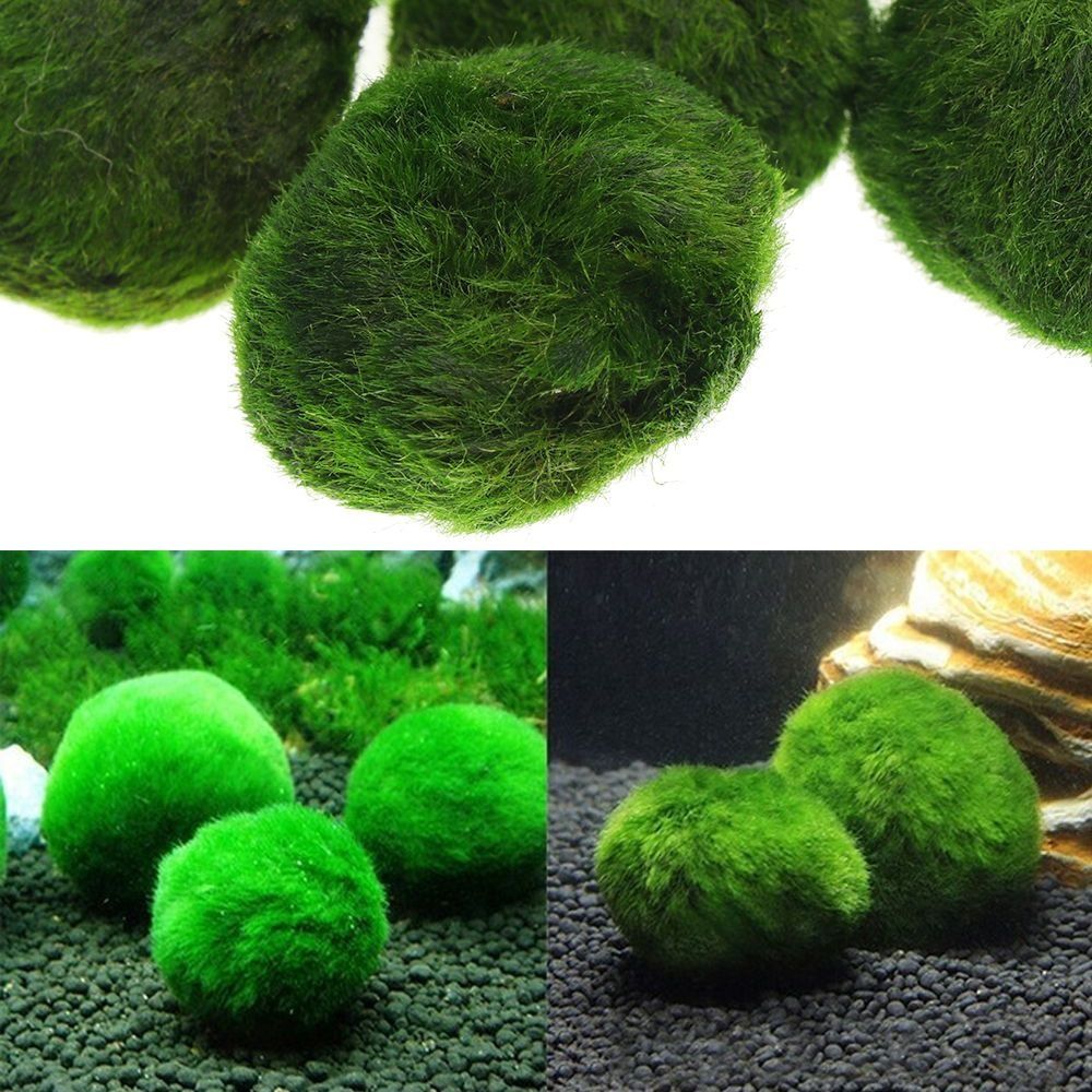 3 4cm Home Cladophora Aquatic Green Ball Aquariums Decor Live