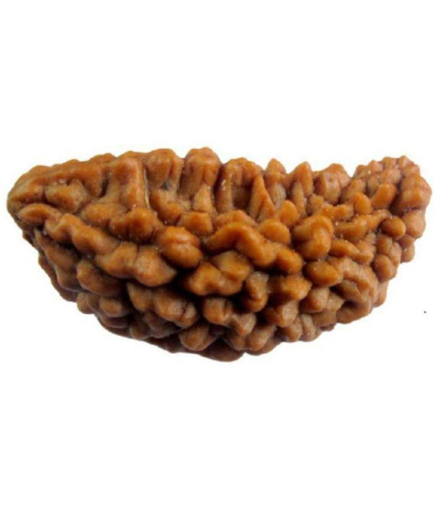     			haridwar Astro Lab Certified 1 Face Rudraksha pack of 1v