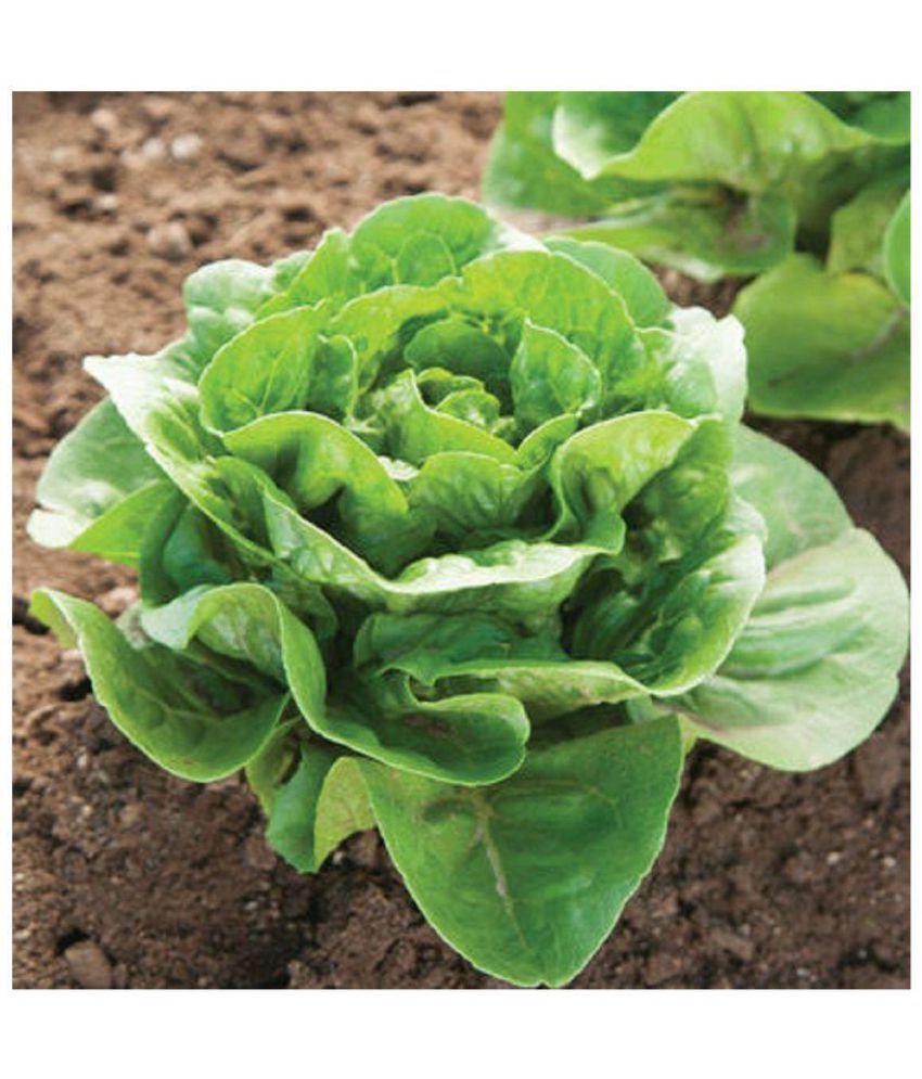     			Lettuce Green (Salad Patta) Vegetables Seeds - Pack of 100 Seeds