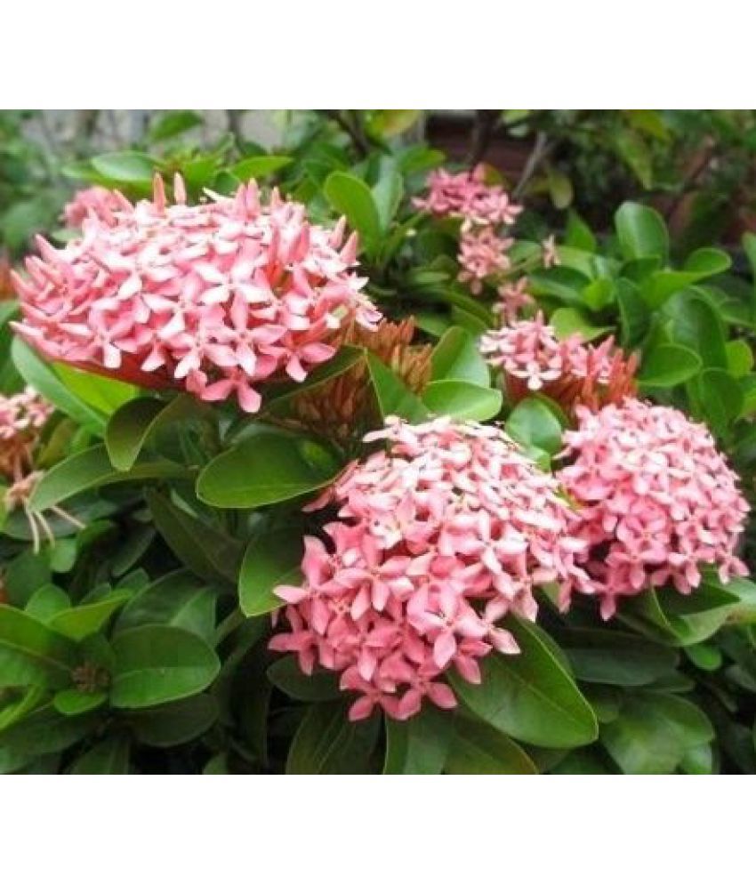 EaglesFord Ixora Coccinea English Live Best Pot Indoor Flower Plant ...