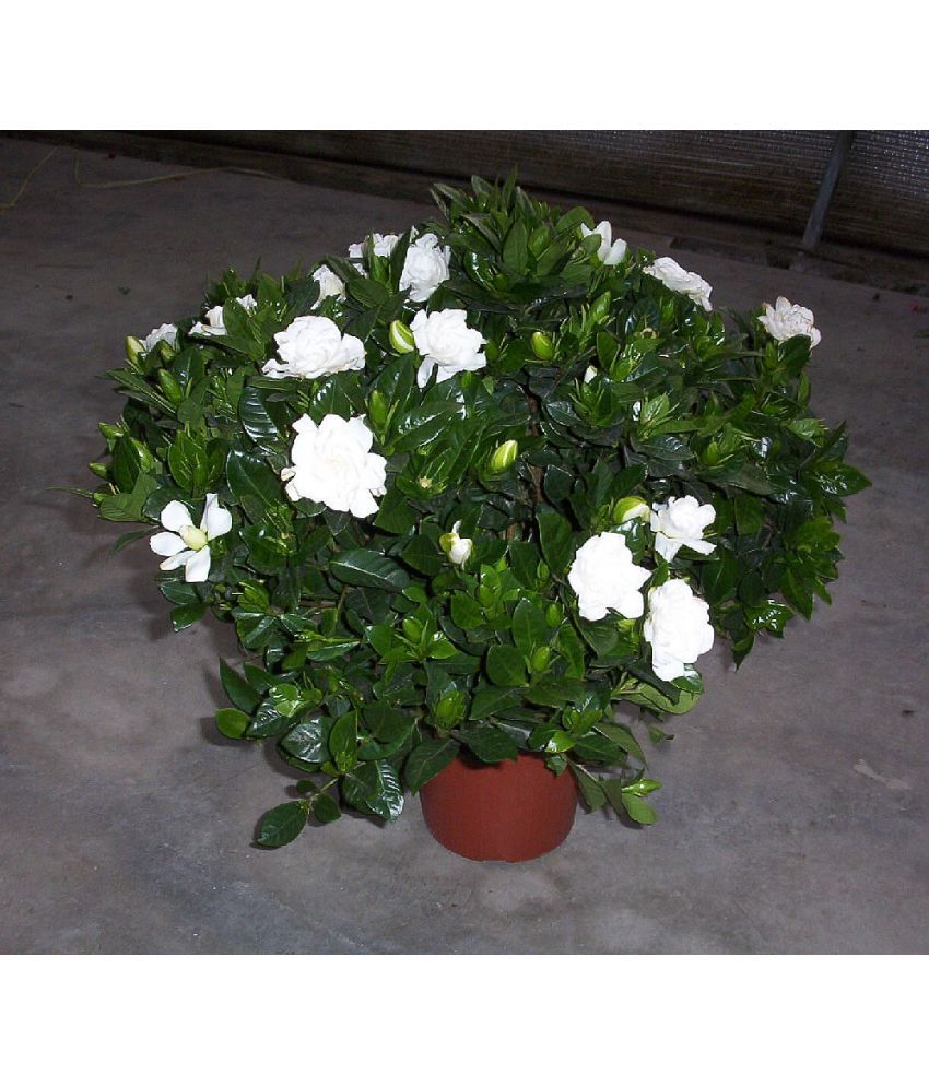 Eaglesford Jasmine Healthy India Mogra Best Pot Indoor Flower Plant Buy Eaglesford Jasmine Healthy India Mogra Best Pot Indoor Flower Plant Online At Low Price Snapdeal