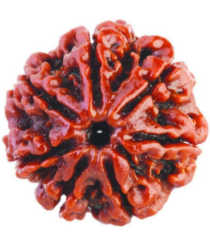     			Haridwar Astro 7 mukhi rudraksha