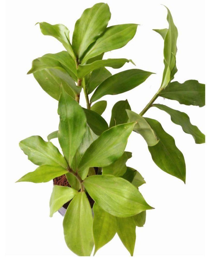 PATPERT AGROTECH Insulin Plant, Costus Igneus Herbs Buy